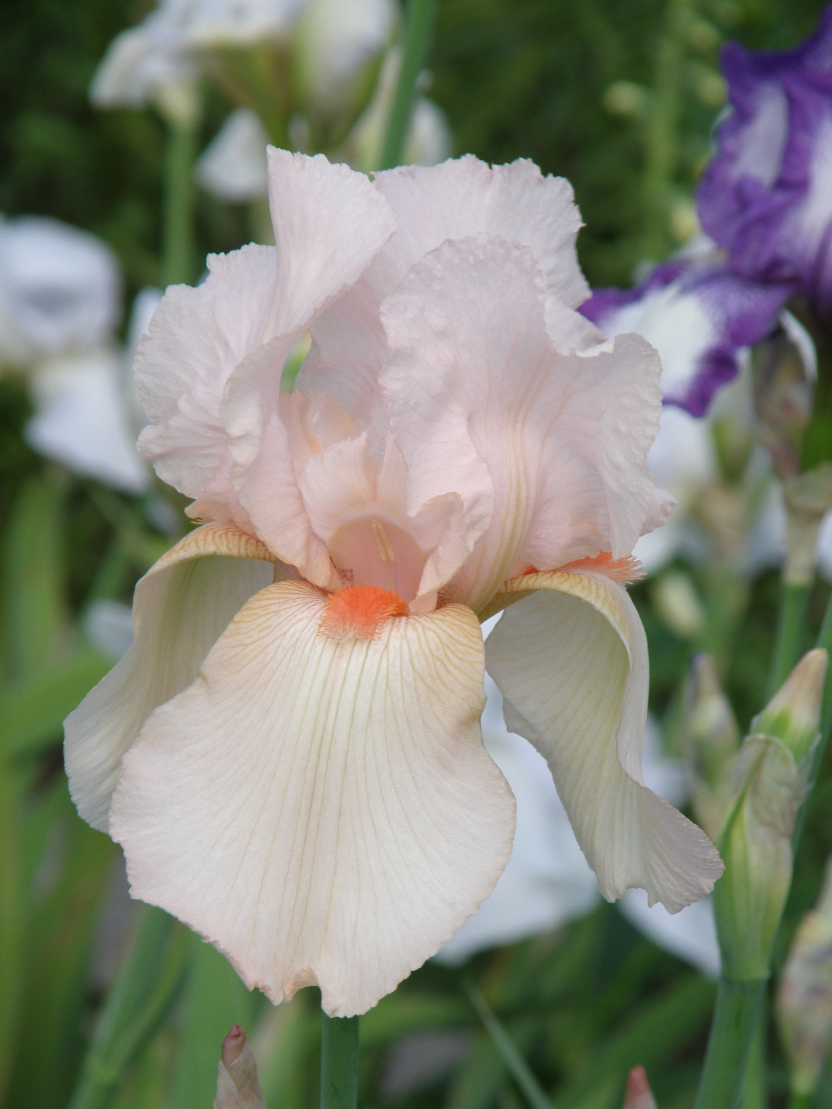 Iris germanica 'Pink Horizon'